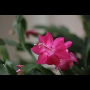 Meet your Posher, Ning